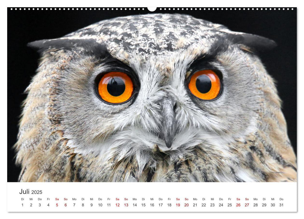 GREIFVOGEL- UND EULENPORTRÄTS (CALVENDO Premium Wandkalender 2025)