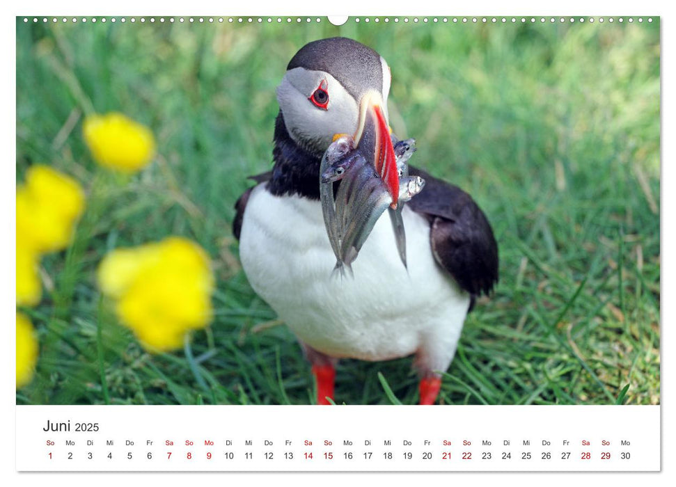 Island - Zauber des Nordens (CALVENDO Premium Wandkalender 2025)