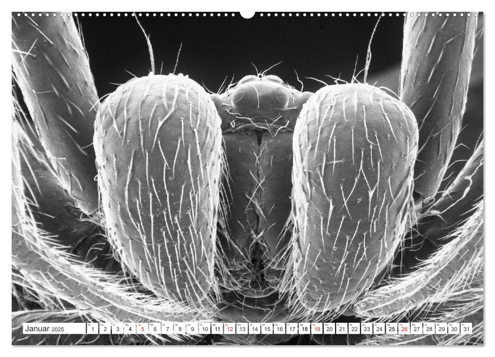 Erlebnis Mikrokosmos (CALVENDO Premium Wandkalender 2025)