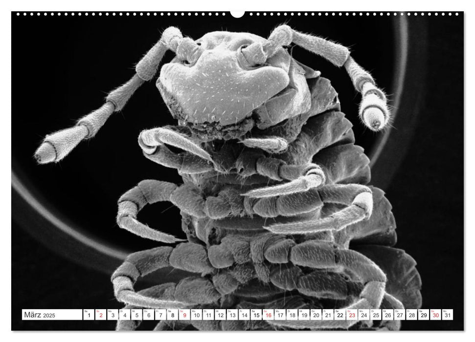 Erlebnis Mikrokosmos (CALVENDO Premium Wandkalender 2025)
