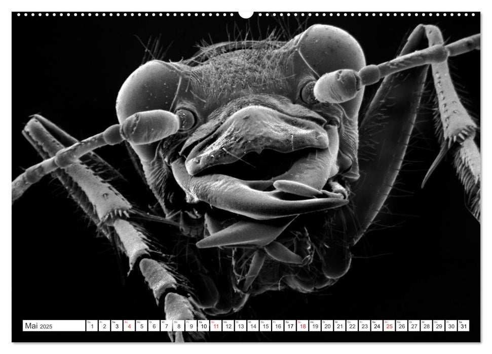 Erlebnis Mikrokosmos (CALVENDO Premium Wandkalender 2025)