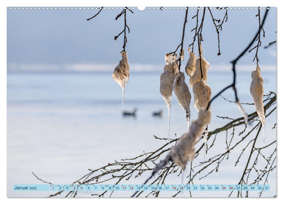 Eisperlenspiel (CALVENDO Premium Wandkalender 2025)