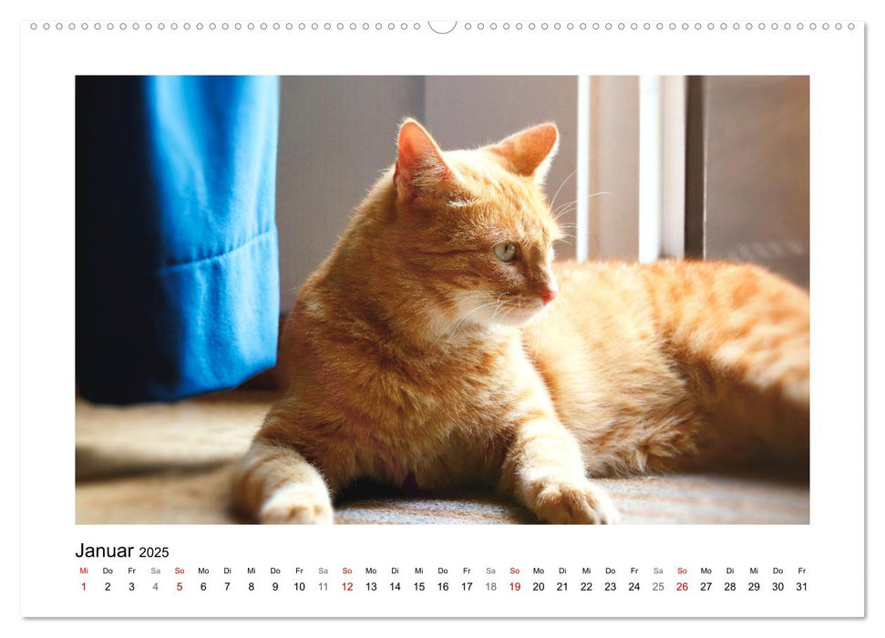 Roter Kater Kasimir (CALVENDO Premium Wandkalender 2025)