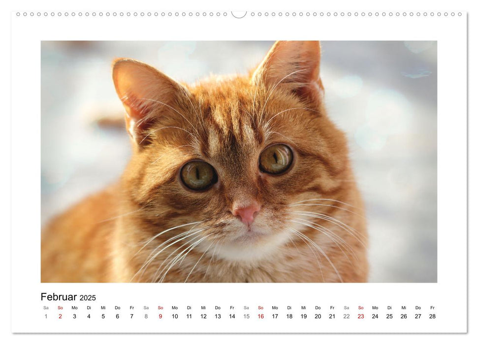 Roter Kater Kasimir (CALVENDO Premium Wandkalender 2025)