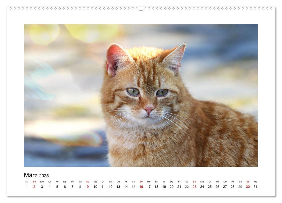 Roter Kater Kasimir (CALVENDO Premium Wandkalender 2025)