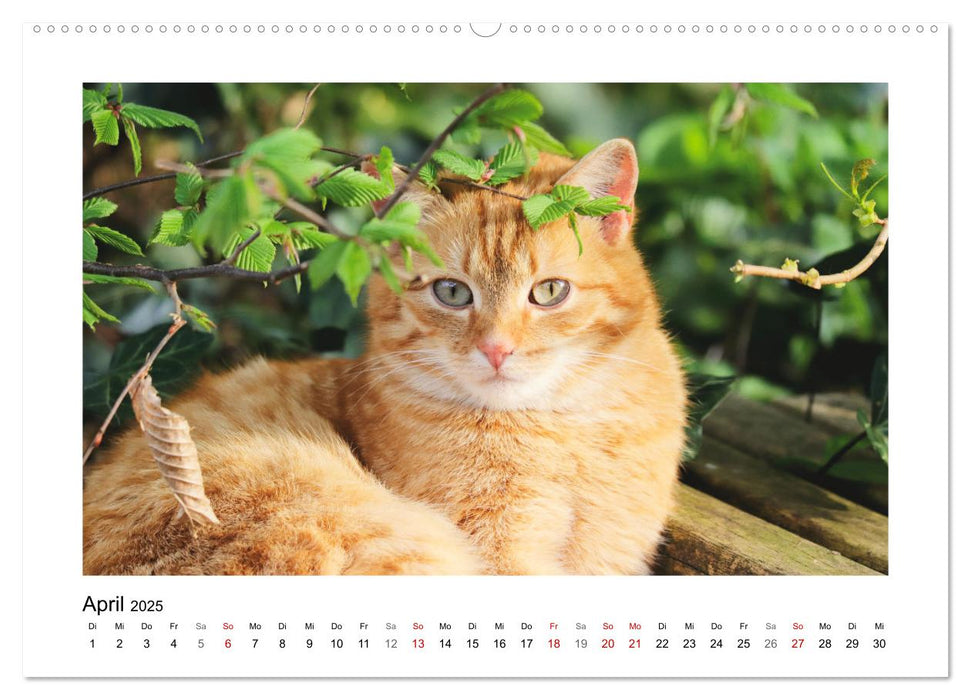 Roter Kater Kasimir (CALVENDO Premium Wandkalender 2025)