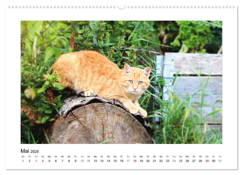 Roter Kater Kasimir (CALVENDO Premium Wandkalender 2025)