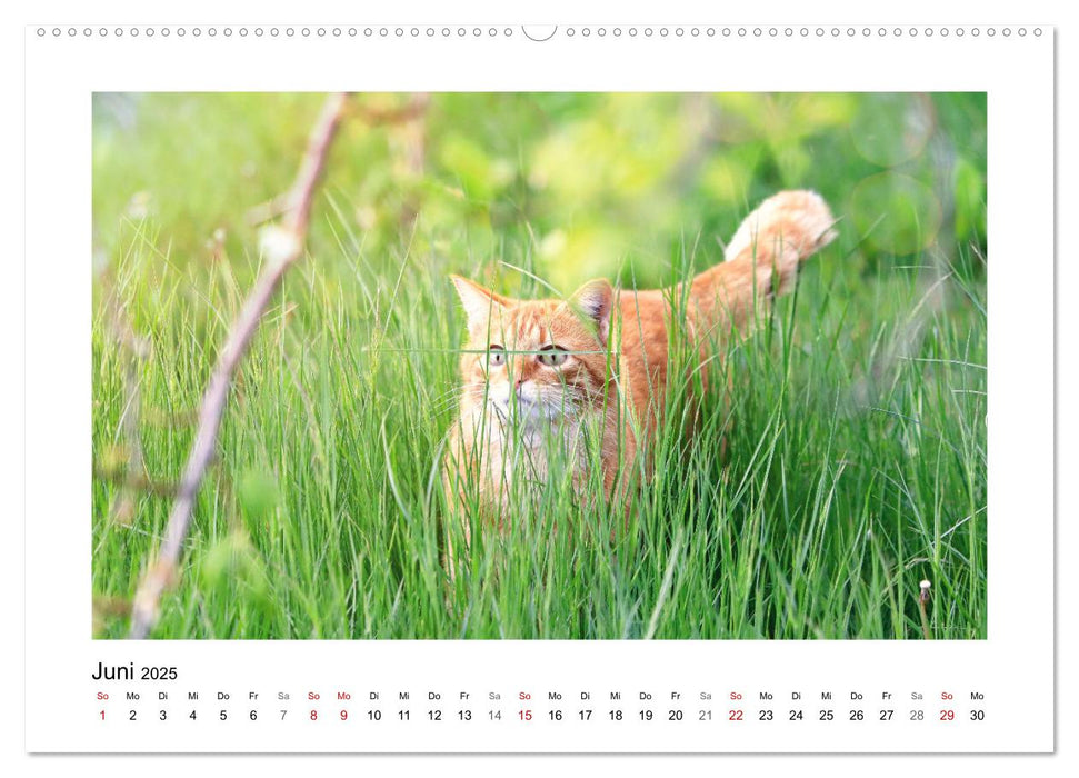 Roter Kater Kasimir (CALVENDO Premium Wandkalender 2025)