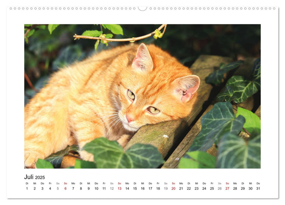 Roter Kater Kasimir (CALVENDO Premium Wandkalender 2025)