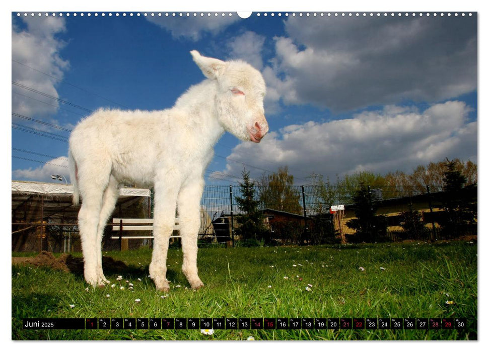 WIR SIND ESEL (CALVENDO Wandkalender 2025)