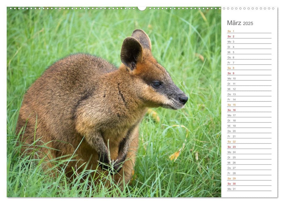 Die einzigartige Tierwelt von Australien (CALVENDO Premium Wandkalender 2025)