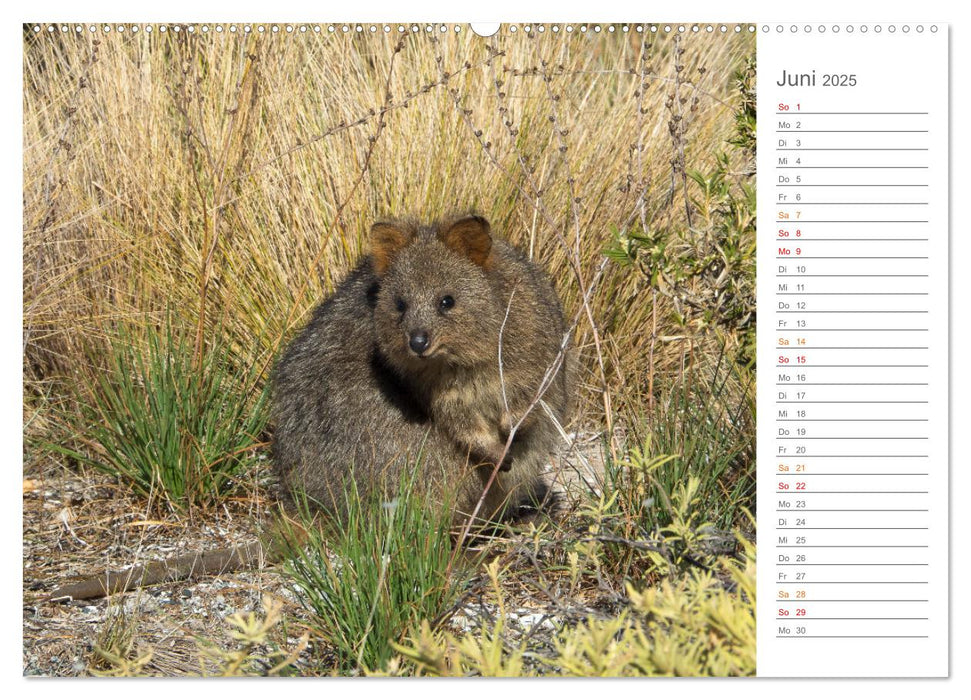 Die einzigartige Tierwelt von Australien (CALVENDO Premium Wandkalender 2025)