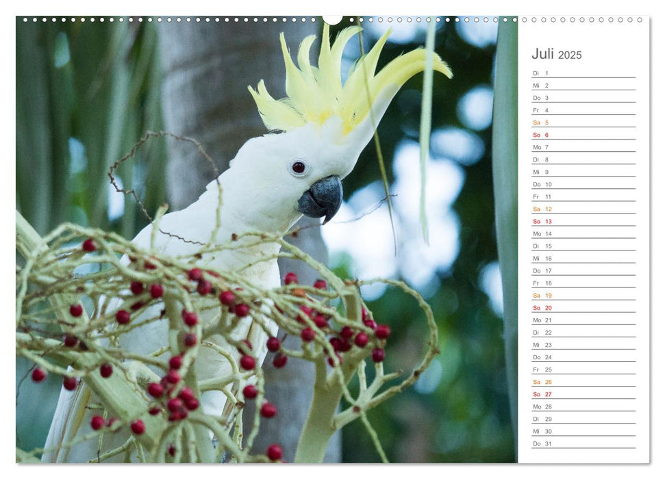 Die einzigartige Tierwelt von Australien (CALVENDO Premium Wandkalender 2025)