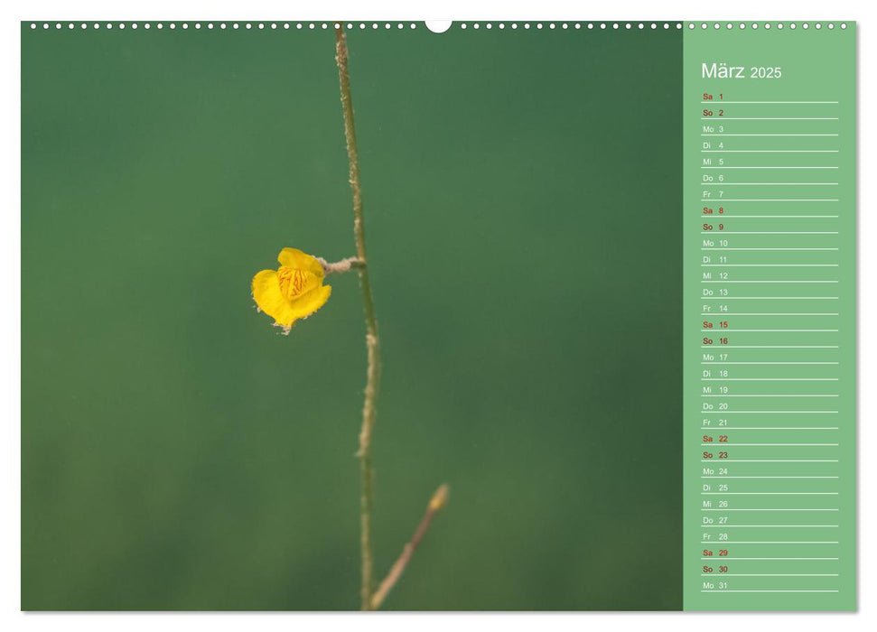 Baggersee - die grüne Welt (CALVENDO Premium Wandkalender 2025)