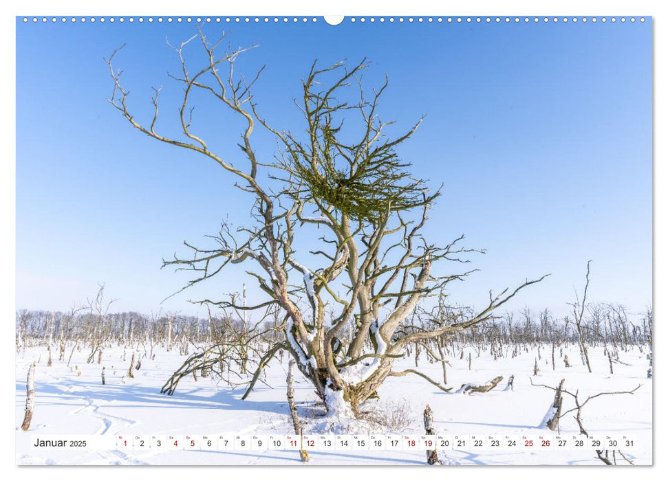 Die Kraft der Bäume (CALVENDO Premium Wandkalender 2025)