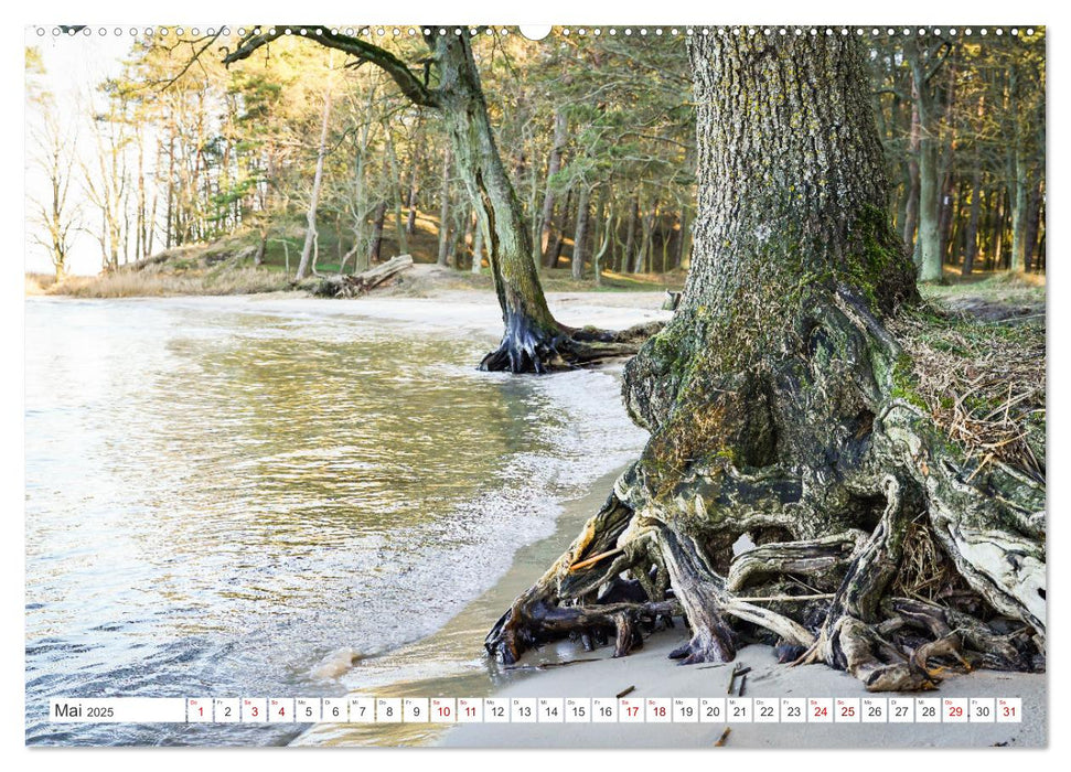 Die Kraft der Bäume (CALVENDO Premium Wandkalender 2025)