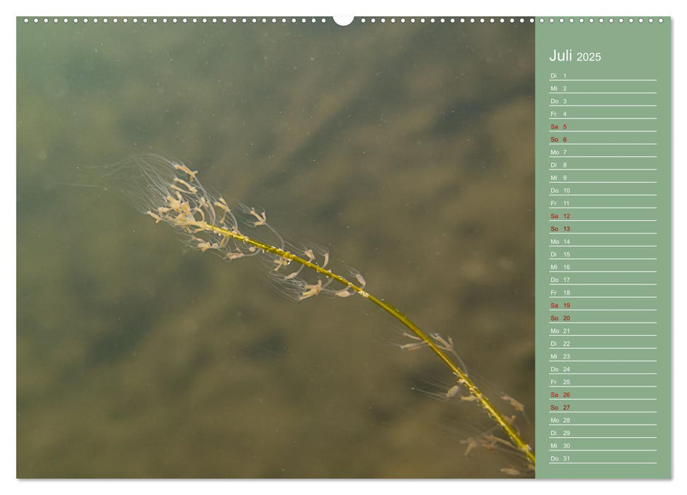 Baggersee -hautah (CALVENDO Premium Wandkalender 2025)