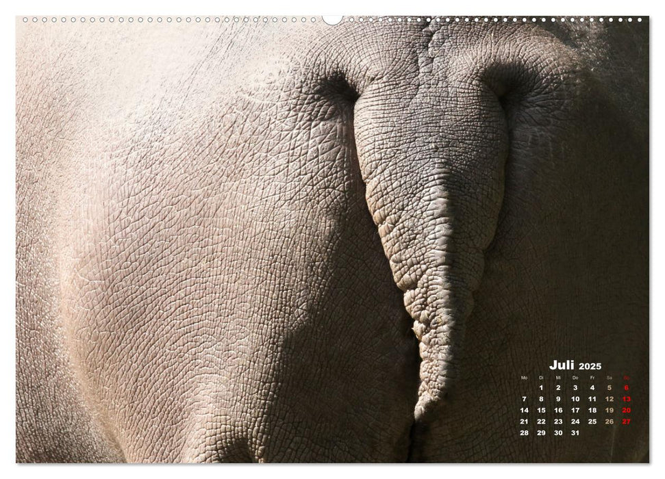 TIERISCH NAH DRAN (CALVENDO Premium Wandkalender 2025)