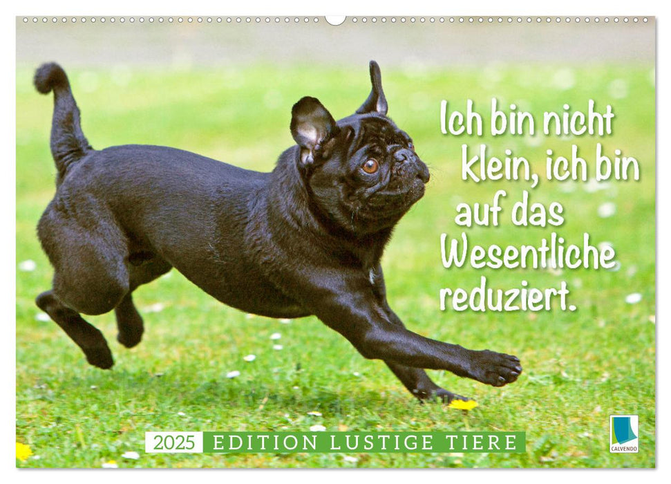 Der Mops: Nicht klein, sondern aufs Wesentliche reduziert. Edition lustige Tiere (CALVENDO Wandkalender 2025)