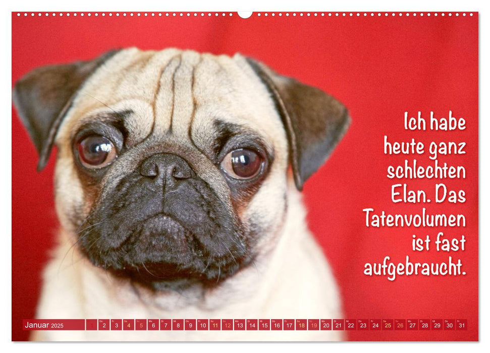 Der Mops: Nicht klein, sondern aufs Wesentliche reduziert. Edition lustige Tiere (CALVENDO Wandkalender 2025)