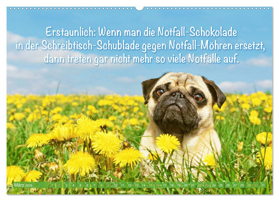 Der Mops: Nicht klein, sondern aufs Wesentliche reduziert. Edition lustige Tiere (CALVENDO Wandkalender 2025)