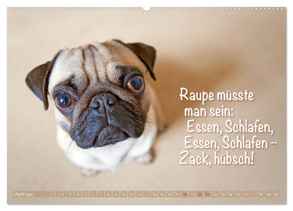 Der Mops: Nicht klein, sondern aufs Wesentliche reduziert. Edition lustige Tiere (CALVENDO Wandkalender 2025)