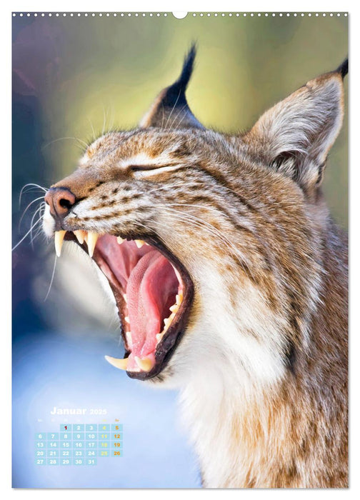 Raubkatzen: Die Jäger auf leisen Pfoten (CALVENDO Wandkalender 2025)