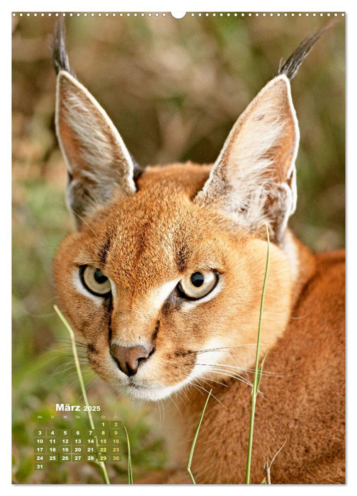 Raubkatzen: Die Jäger auf leisen Pfoten (CALVENDO Wandkalender 2025)