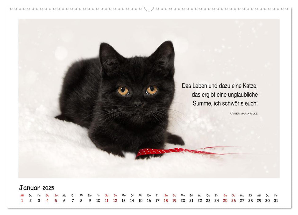 Kätzchen-Kalender mit Sprüchen (CALVENDO Premium Wandkalender 2025)