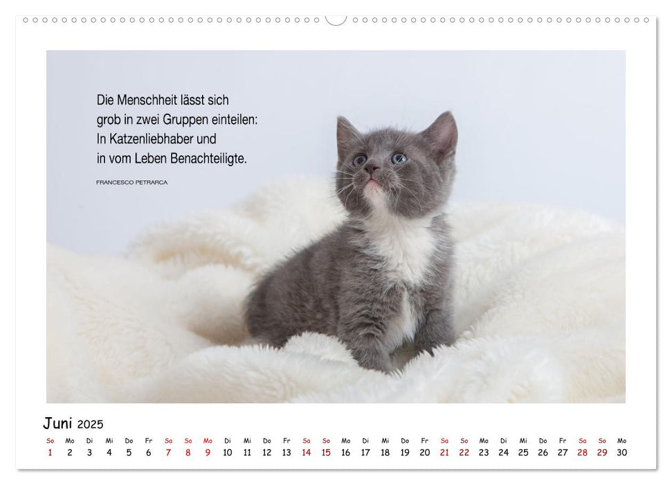 Kätzchen-Kalender mit Sprüchen (CALVENDO Premium Wandkalender 2025)