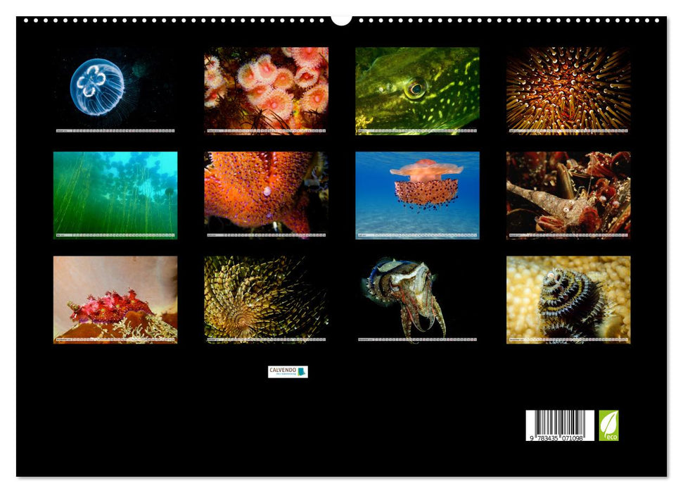 Underwater Magic (CALVENDO Premium Wandkalender 2025)