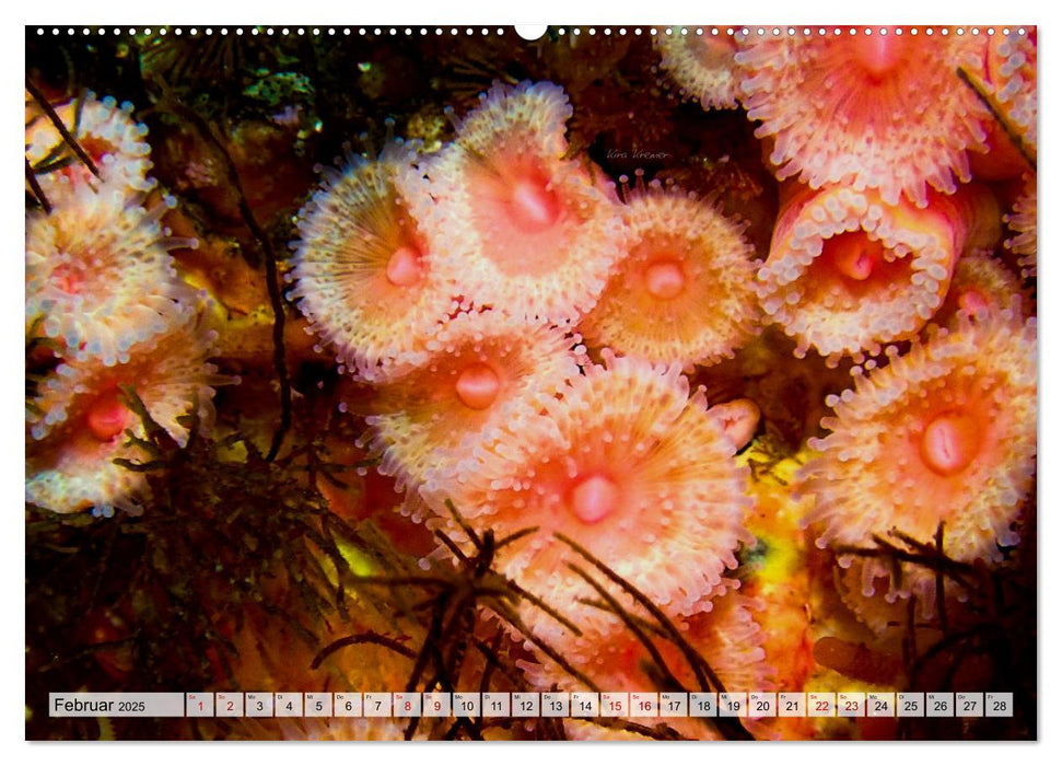 Underwater Magic (CALVENDO Premium Wandkalender 2025)