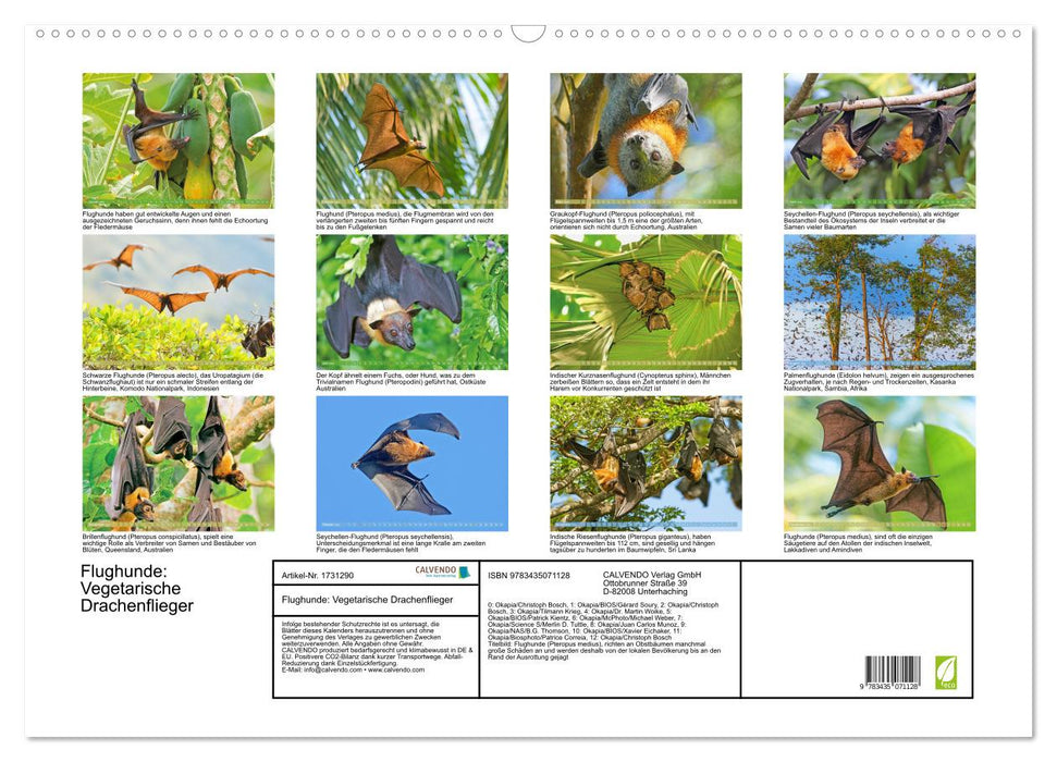 Flughunde: Vegetarische Drachenflieger (CALVENDO Wandkalender 2025)