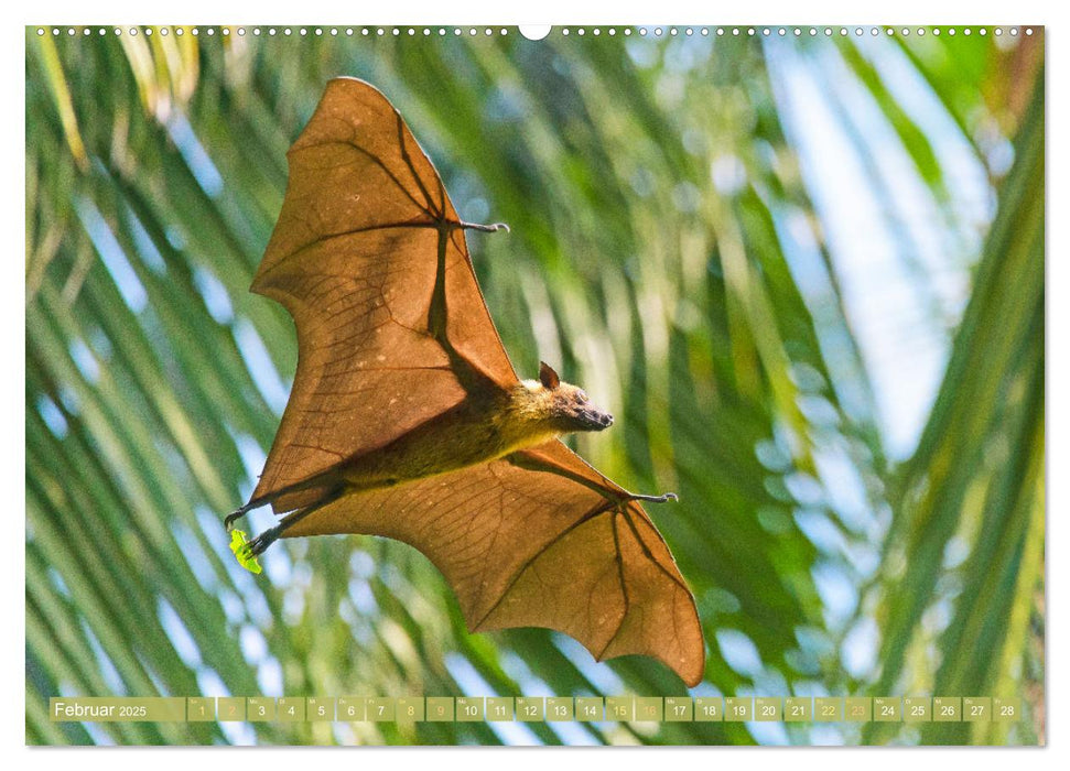 Flughunde: Vegetarische Drachenflieger (CALVENDO Wandkalender 2025)