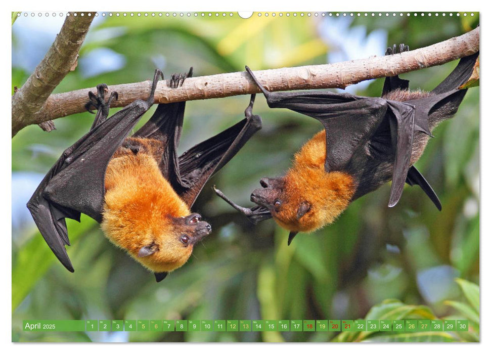 Flughunde: Vegetarische Drachenflieger (CALVENDO Wandkalender 2025)