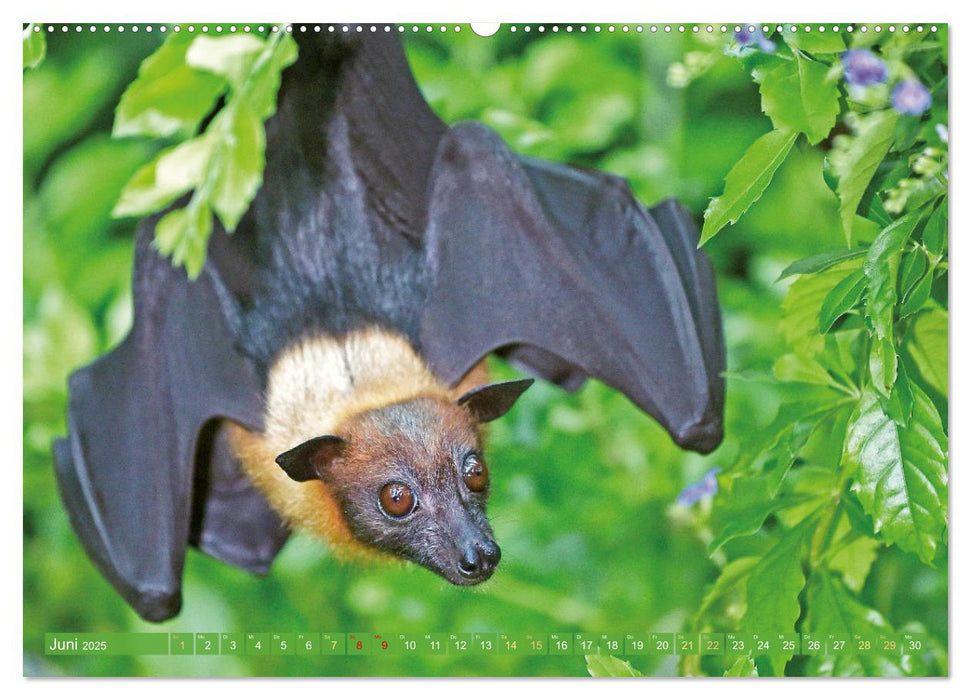 Flughunde: Vegetarische Drachenflieger (CALVENDO Wandkalender 2025)