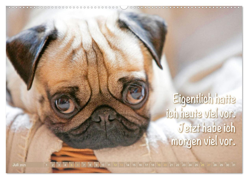 Der Mops: Nicht klein, sondern aufs Wesentliche reduziert. Edition lustige Tiere (CALVENDO Premium Wandkalender 2025)