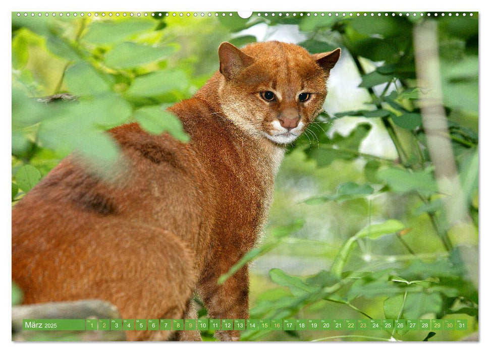 Raubkatzen: Geschmeidige Jäger (CALVENDO Premium Wandkalender 2025)