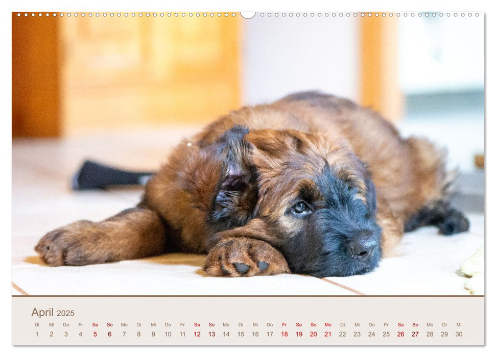 Ein Hundekind namens Anton (CALVENDO Premium Wandkalender 2025)