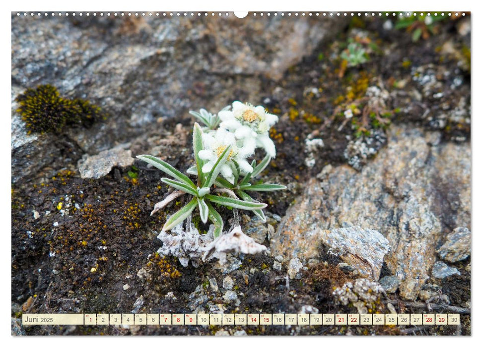 Edelweiß - Wahrzeichen der Alpen (CALVENDO Premium Wandkalender 2025)