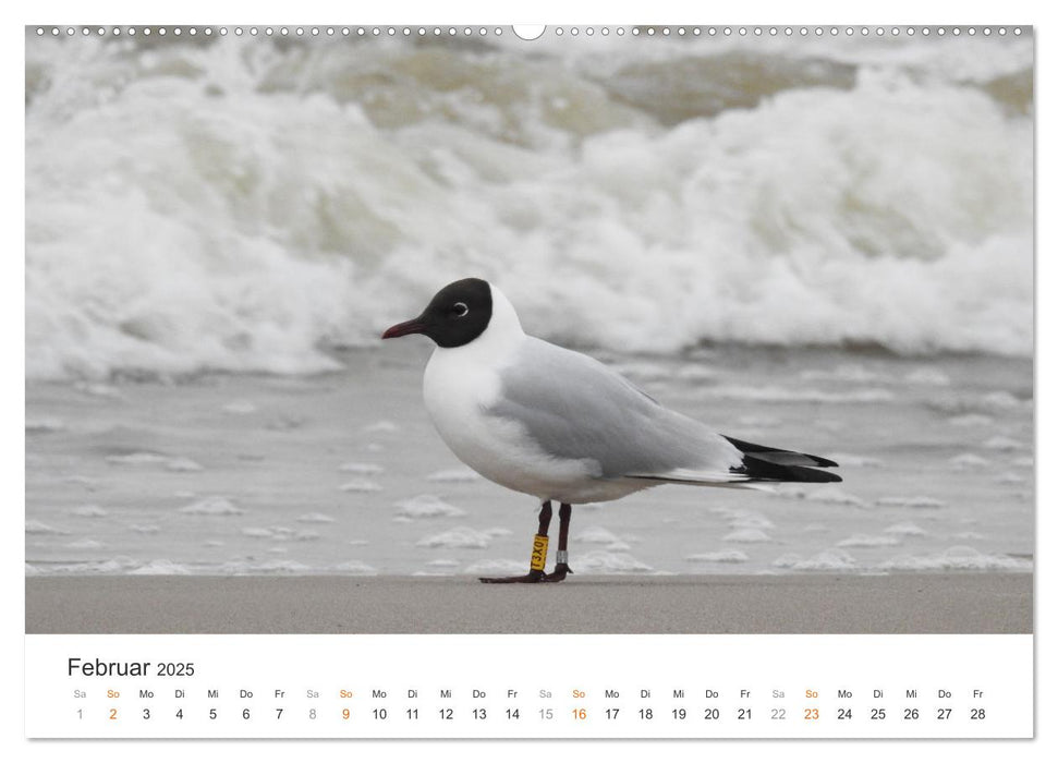 Ostsee - Urlaubsgefühl (CALVENDO Premium Wandkalender 2025)