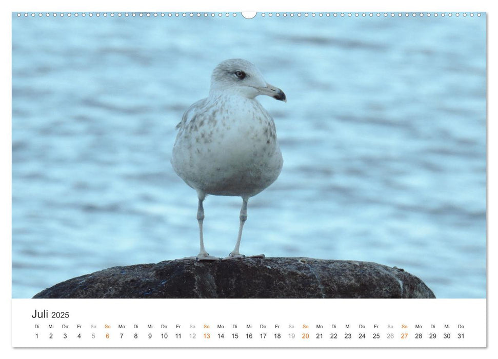 Ostsee - Urlaubsgefühl (CALVENDO Premium Wandkalender 2025)