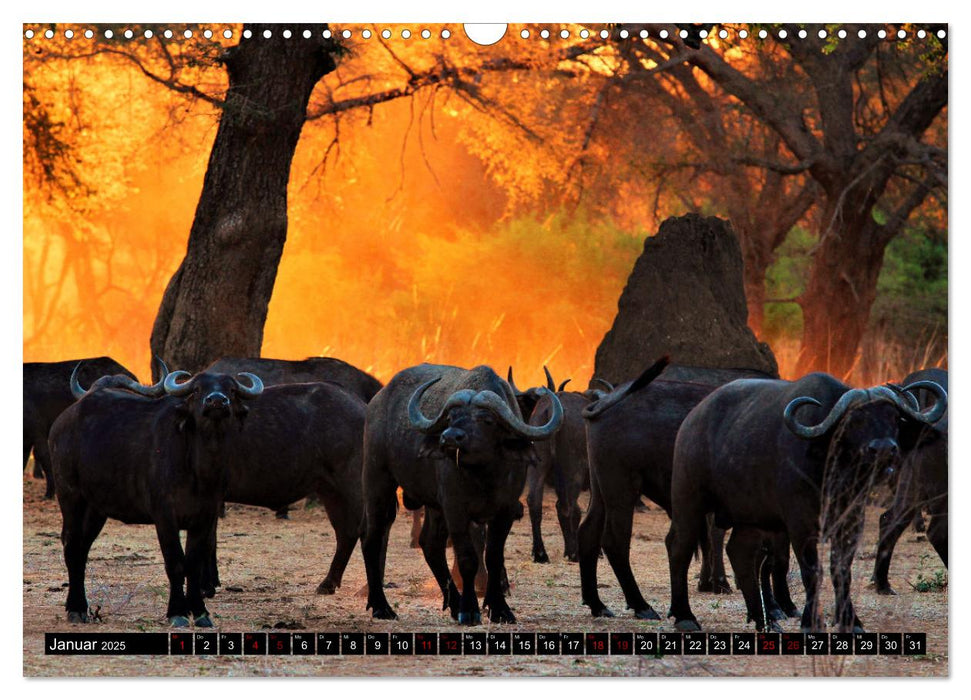 Sagenhaftes Sambia - Unterwegs an Luangwa und Sambesi (CALVENDO Wandkalender 2025)