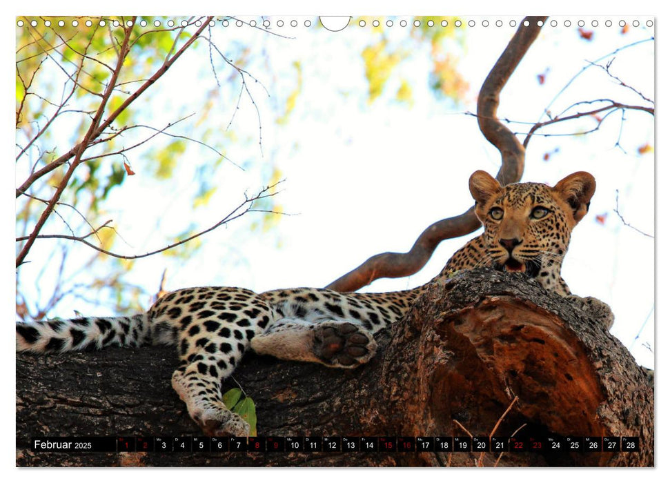 Sagenhaftes Sambia - Unterwegs an Luangwa und Sambesi (CALVENDO Wandkalender 2025)