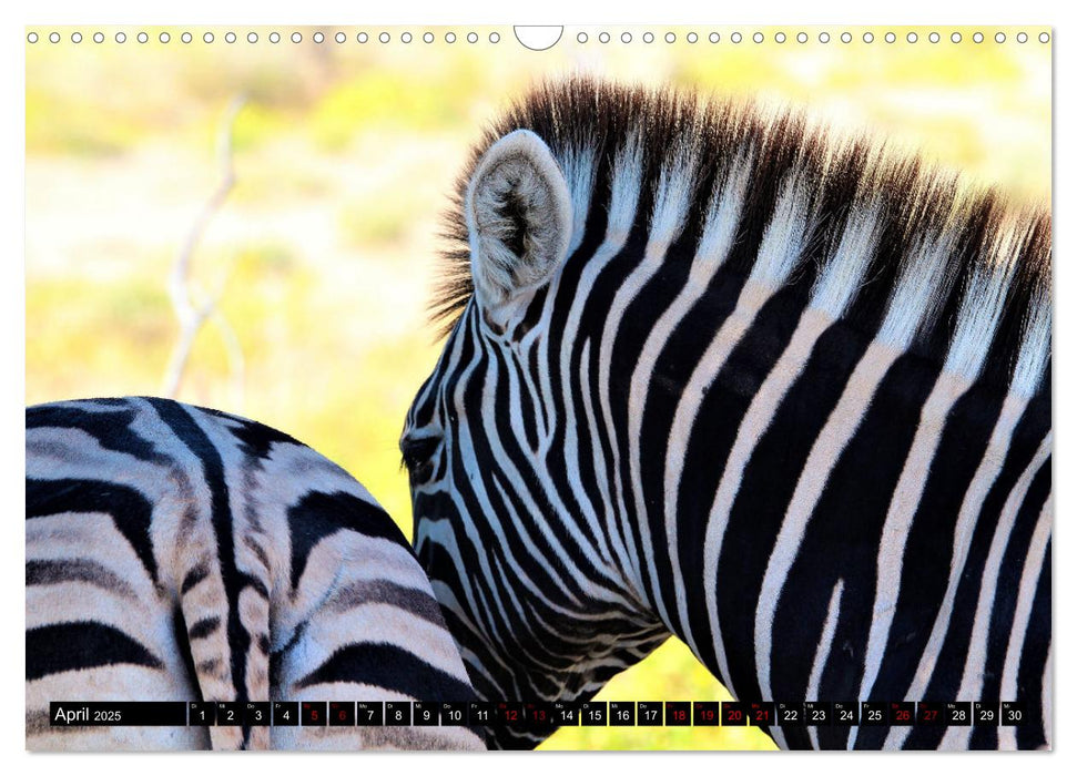 Sagenhaftes Sambia - Unterwegs an Luangwa und Sambesi (CALVENDO Wandkalender 2025)