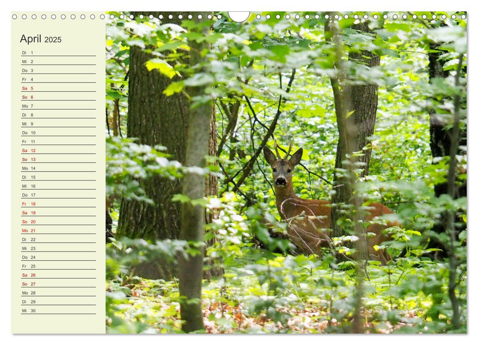 Ländliche Idylle zwischen Erzgebirge und Muldental (CALVENDO Wandkalender 2025)