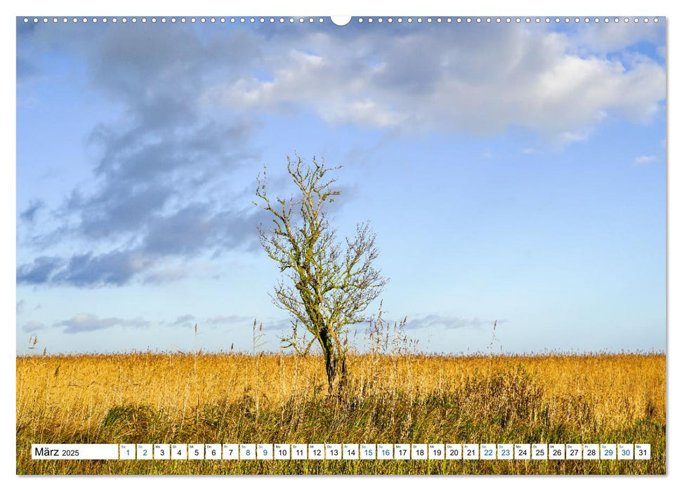 Impressionen von der Haffküste (CALVENDO Premium Wandkalender 2025)