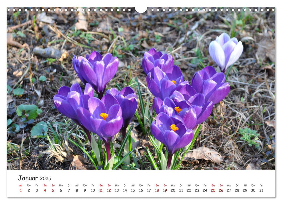 Frühling - Wenn die Natur erwacht (CALVENDO Wandkalender 2025)