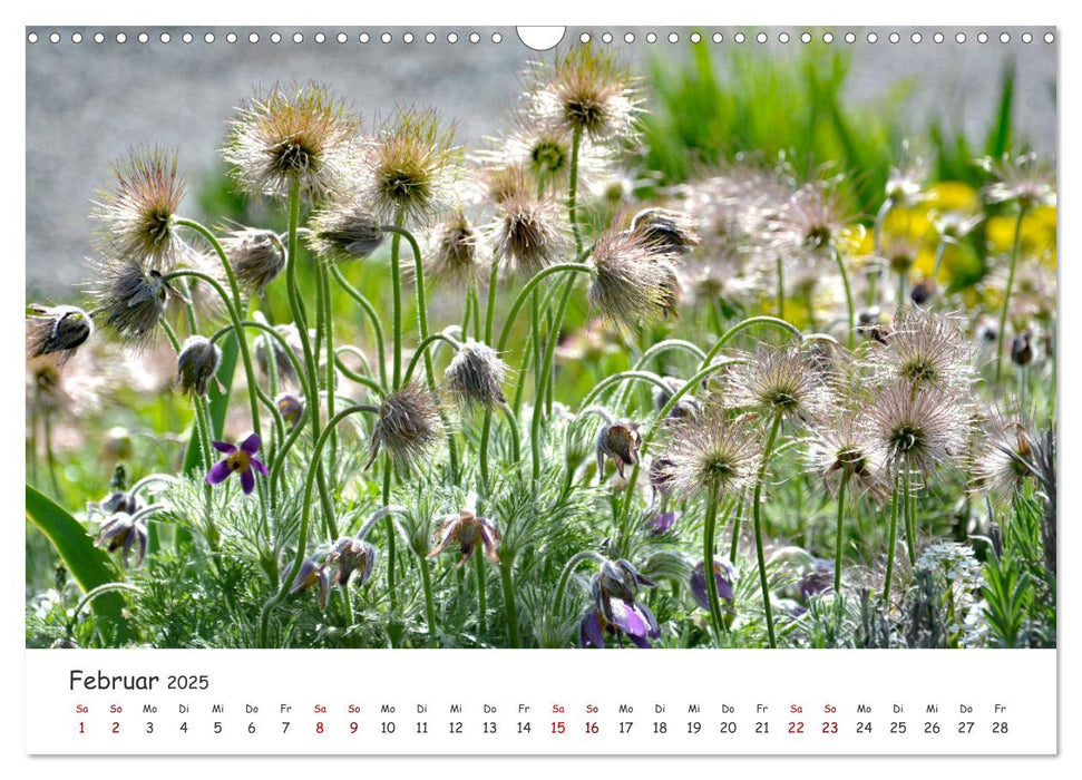 Frühling - Wenn die Natur erwacht (CALVENDO Wandkalender 2025)