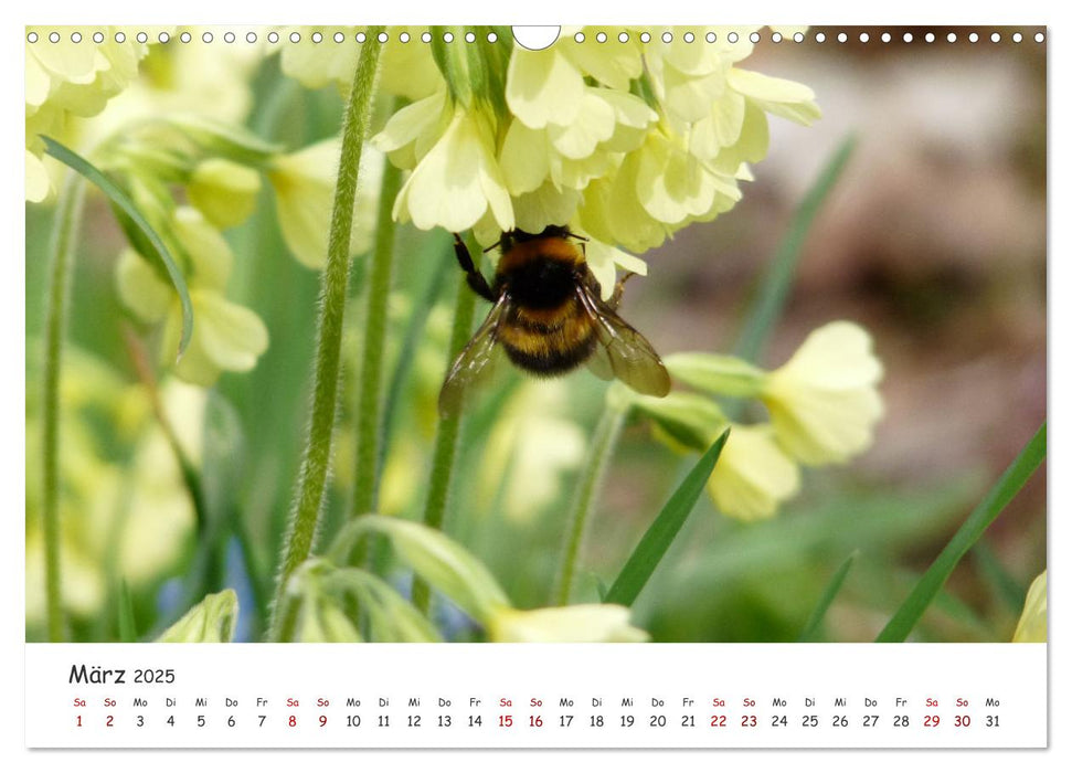 Frühling - Wenn die Natur erwacht (CALVENDO Wandkalender 2025)